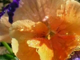 fleurs des 4 saisons