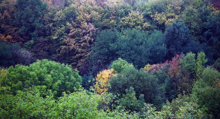 Red Trees (2017) Part 1 – An Impressionistic Family Journey