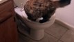 Cette chatte fait pipi.. sur la cuvette des toilettes !