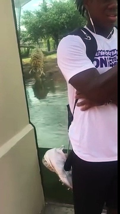 Effrayant ce tigre "chasse" les touristes en cachette au zoo !