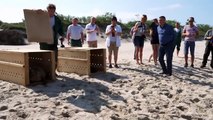 Kaliningrad Zoo releases two cute baby seals into the wild