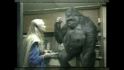 La gorille qui parlait le langage des signes est morte