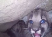 Litter of Mountain Lion Kittens Found in Santa Monica Mountains