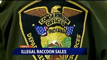 Two Indiana Women Charged After Selling Baby Raccoons Online