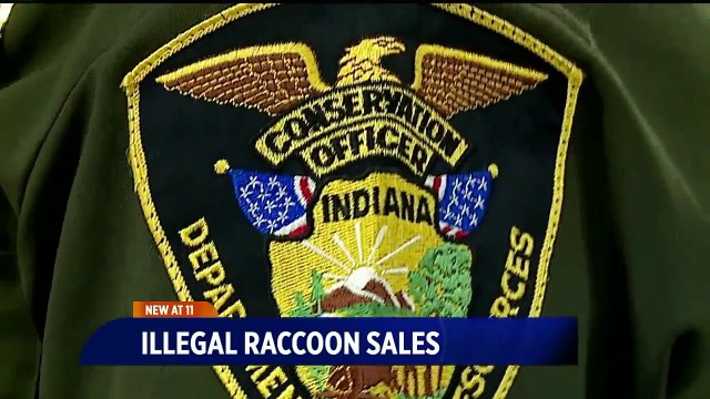 Two Indiana Women Charged After Selling Baby Raccoons Online