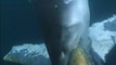 Un requin tigre dévore vivante une baleine bleue