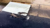 Des poissons nagent dans la rue au Texas pendant les inondations