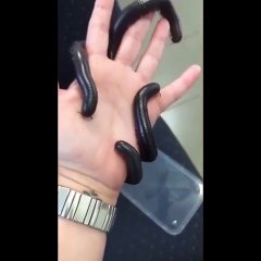 Il s'amuse avec son mille-pattes de compagnie