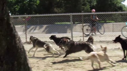 Un écureuil courageux fait face à une meute de chiens fous