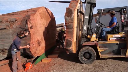 Il utilise la plus grande tronçonneuse du monde pour découper un Séquoia géant