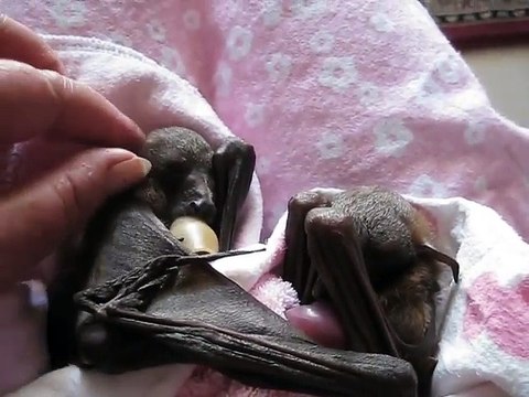 Des bébés chauve-souris en manque de calins... Adorable