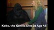 Koko, the Gorilla Dies at Age 46