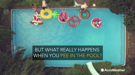 What really happens when you pee in the pool?