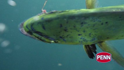 Fish Fights presented by PENN® – Mahi Over Miami