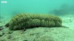 Pearlfish's Gross Hiding Spot... Inside a Sea Cucumber | BBC Earth