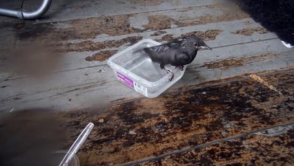 Amazing Hand raised Rescue Starling "Jackson" Bird