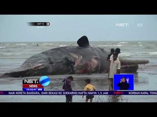 Bangkai Paus Sperma Belum Dievakuasi -NET12
