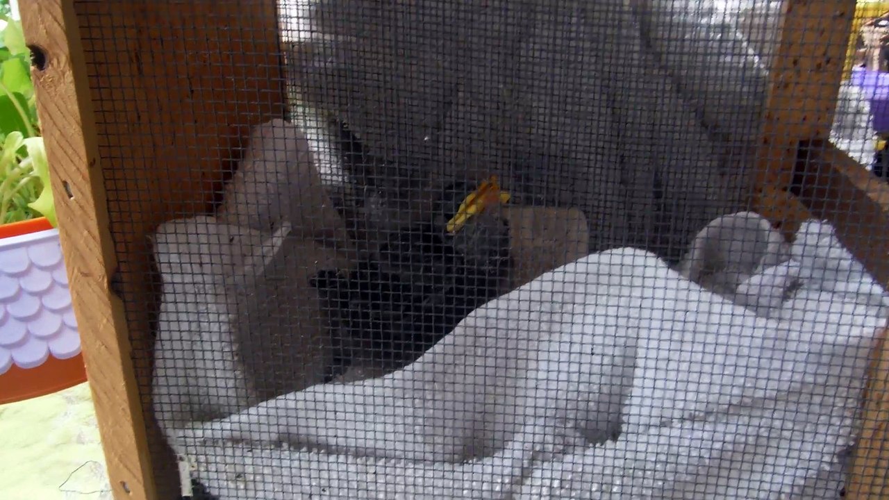 Rescue Starling baby bird found & hand raised