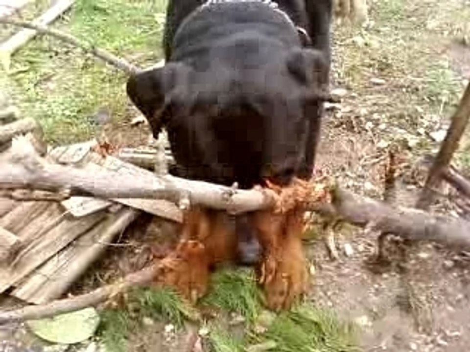 BOOBA ROTT