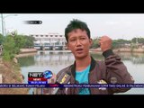 Warga Ibukota Digegerkan dengan Penemuan Buaya di Banjir Kanal Timur - NET 24