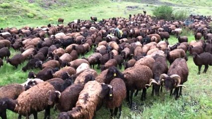 Çobanlar Koyun Sürüsüyle Doluya Tutuldu