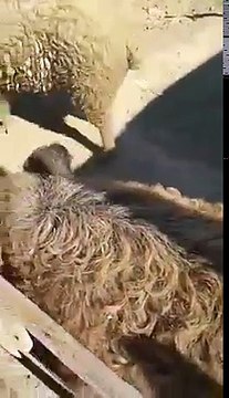 فيديو غريب حيوان نصف خروف نصف خنزير نتيجة اغرب عملية استنساخ بين خنزير وخروف نتج عنها هذا المخلوق والتصدير عن قريب لباقي الدول دون وجود فرق بين لحم الخنزير