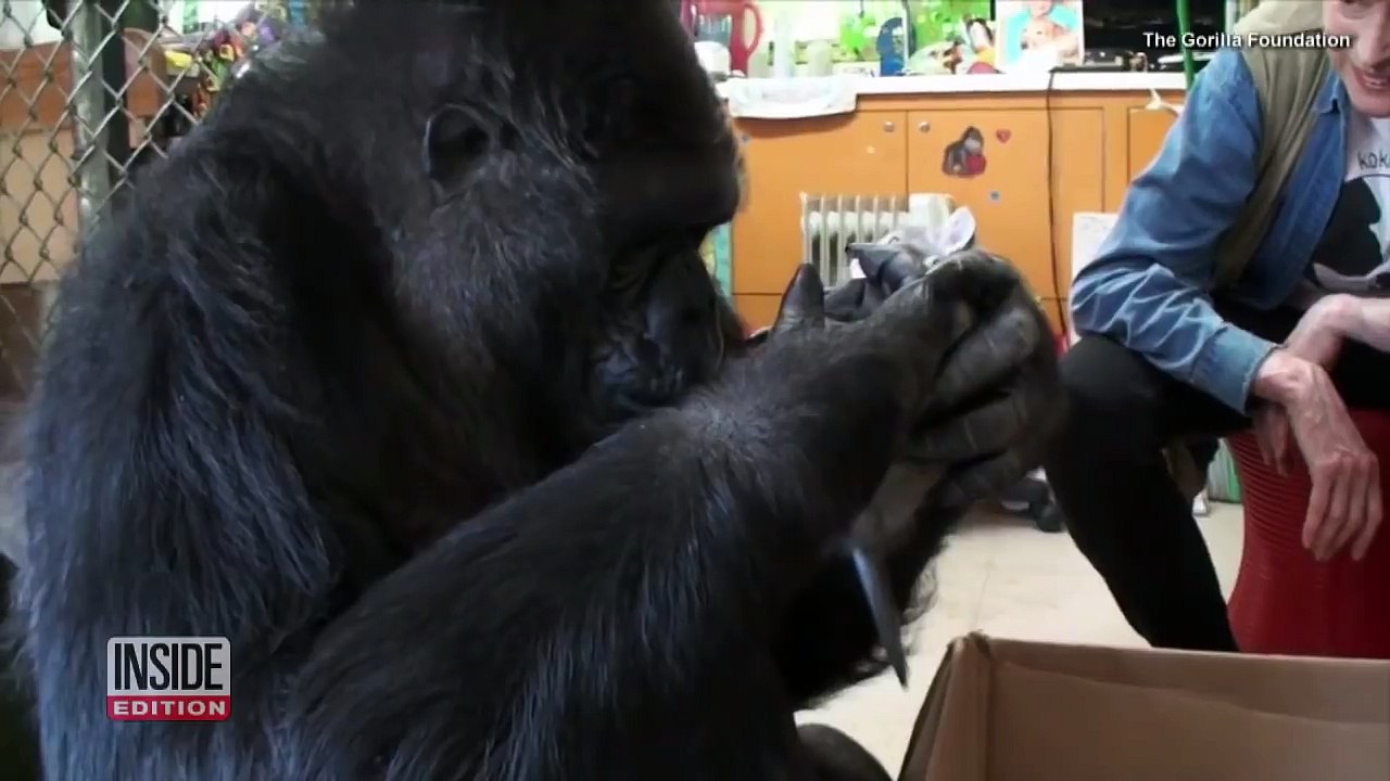 Koko the Gorilla's Best Moments: From Sign Language to Meeting Mister Rogers