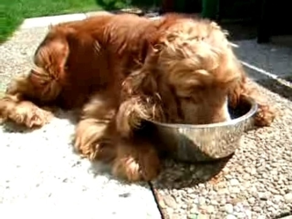 une vie de chien
