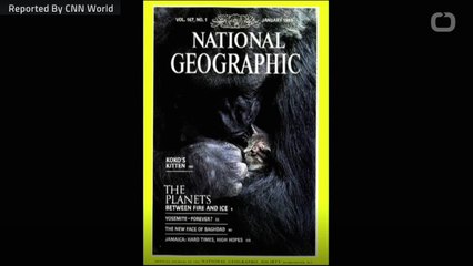 Koko The Gorilla Who Mastered Sign Language Dies