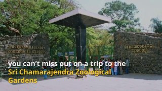 7 Reasons why you should book your Hotel near Mysore Zoo