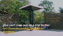 7 Reasons why you should book your Hotel near Mysore Zoo