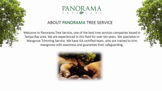 Best Mangrove Trimming Service in Tampa - Panorama Tree Service