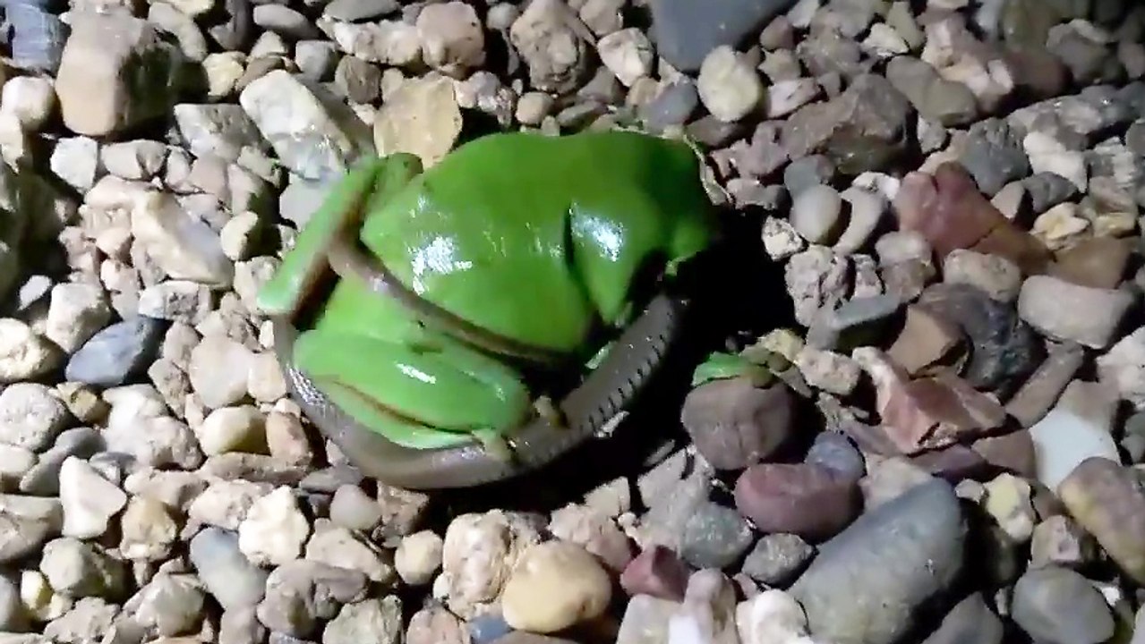 Serpent Vs Grenouille