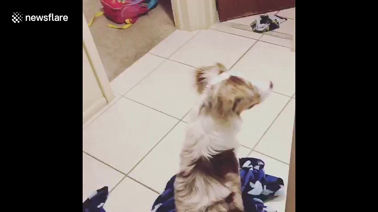 Dog goes on adorably frantic search for owner during #whatthefluff challenge