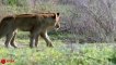 Buffalo Herd Save Their Brother From Hungry Pride Of Lions   Lion Hunting Fail