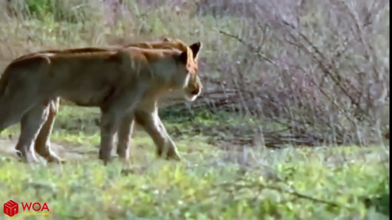 Buffalo Herd Save Their Brother From Hungry Pride Of Lions   Lion Hunting Fail