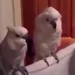 로얄바카라 【 FAFA82。CoM 】 카지노사이트쿠폰