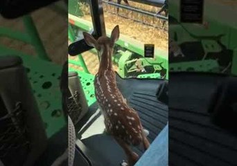 Farmer Saves Fawn and Takes it for a Drive in Combine Harvester