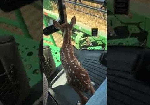 Farmer Saves Fawn and Takes it for a Drive in Combine Harvester