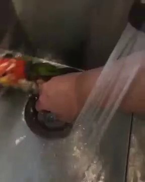 Ce perroquet adorable adore jouer dans l'évier