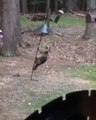Un raton laveur très agile tente de voler les graines des oiseaux