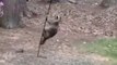 Un raton laveur très agile tente de voler les graines des oiseaux