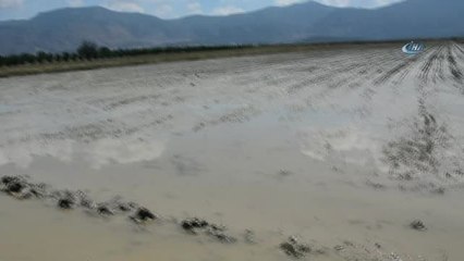 Korkuteli'nde Yaz Yağmuru Sele Döndü, Tarım Arazileri Sular Altında Kaldı