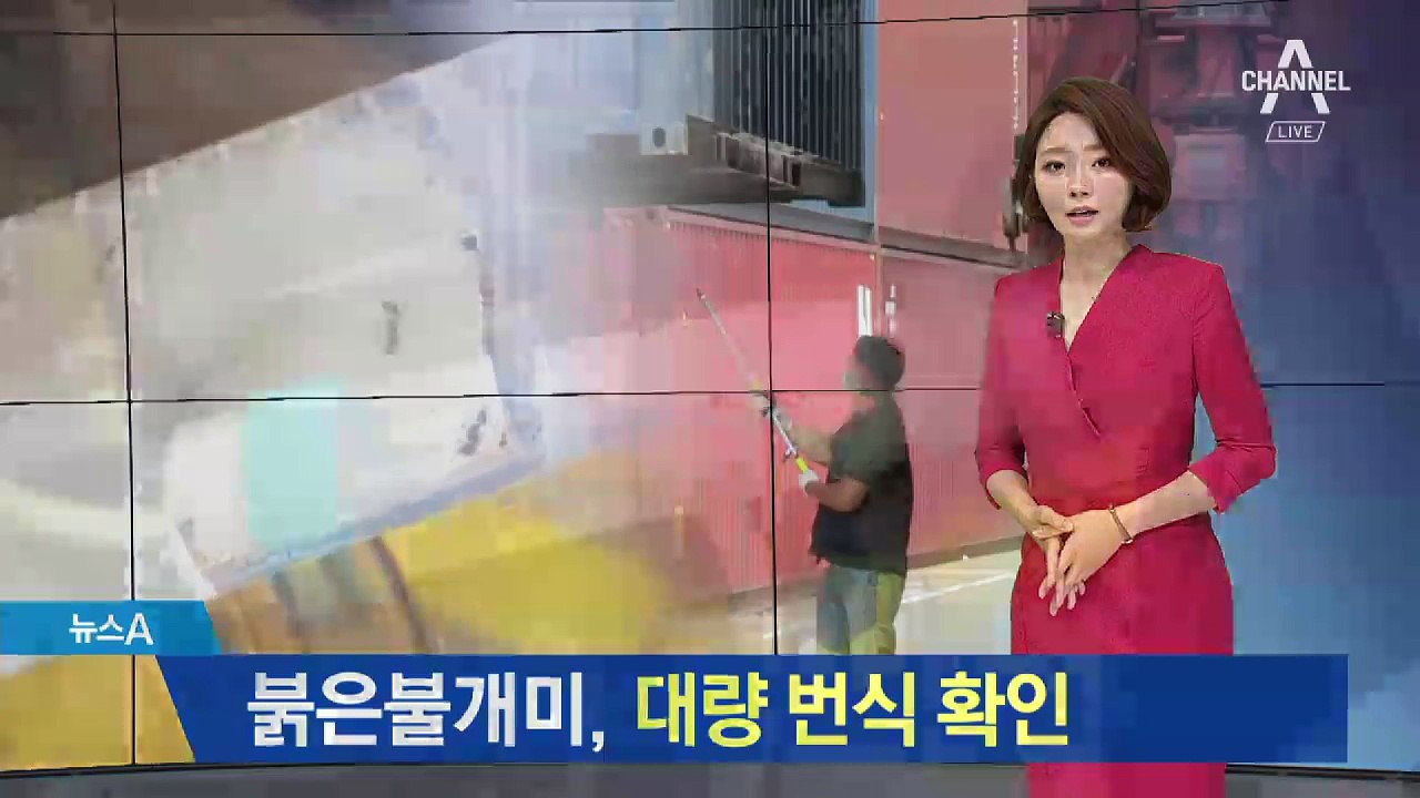 부산항서 붉은불개미 수천 마리 발견