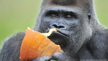İşaret diliyle konuşabilen goril Koko öldü