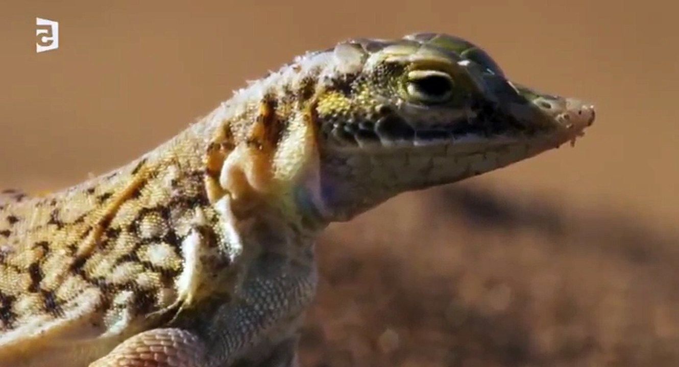 Planete Terre c Les Terres Arides HDTV  264 mkv  Part 02