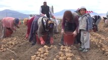 Niğde 'Adana'da Ekim Yapılmadı' Patatesin Fiyatı Arttı