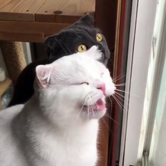 2 cats looking for some birds