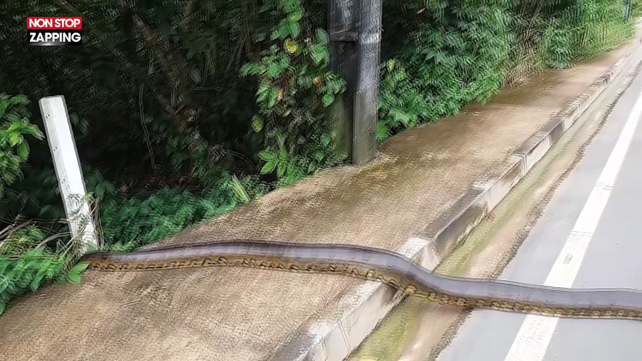 Thaïlande : un énorme anaconda traverse la route (vidéo)
