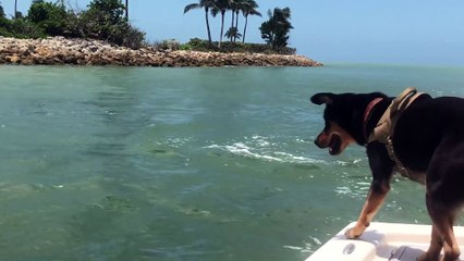 Dog Makes Friends with a Dolphin